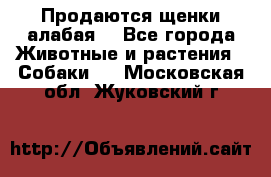 Продаются щенки алабая  - Все города Животные и растения » Собаки   . Московская обл.,Жуковский г.